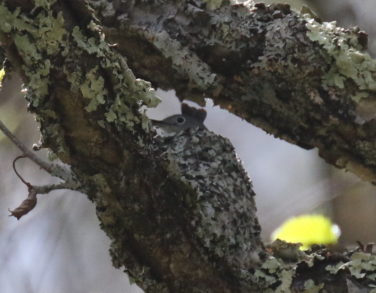 Blue-gray Gnatcatcher (caerulea) - ML575415241