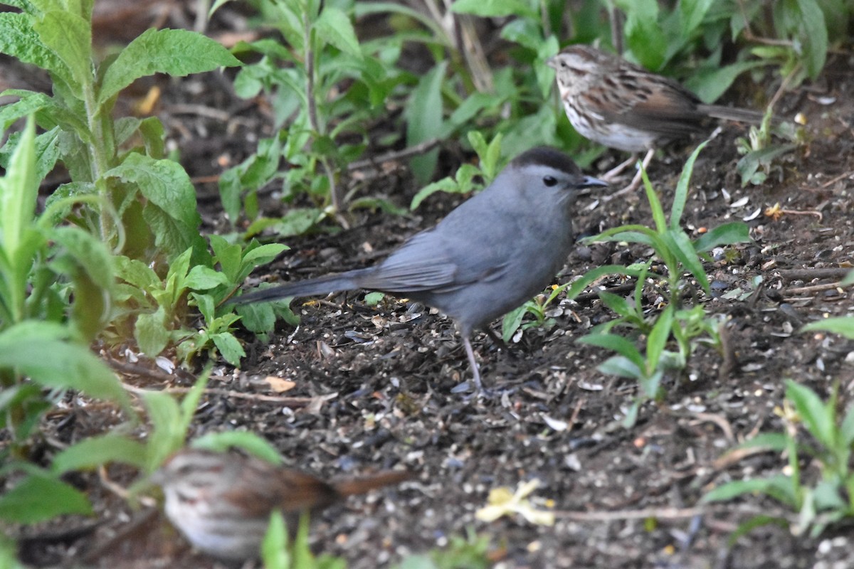 Gray Catbird - ML575416261