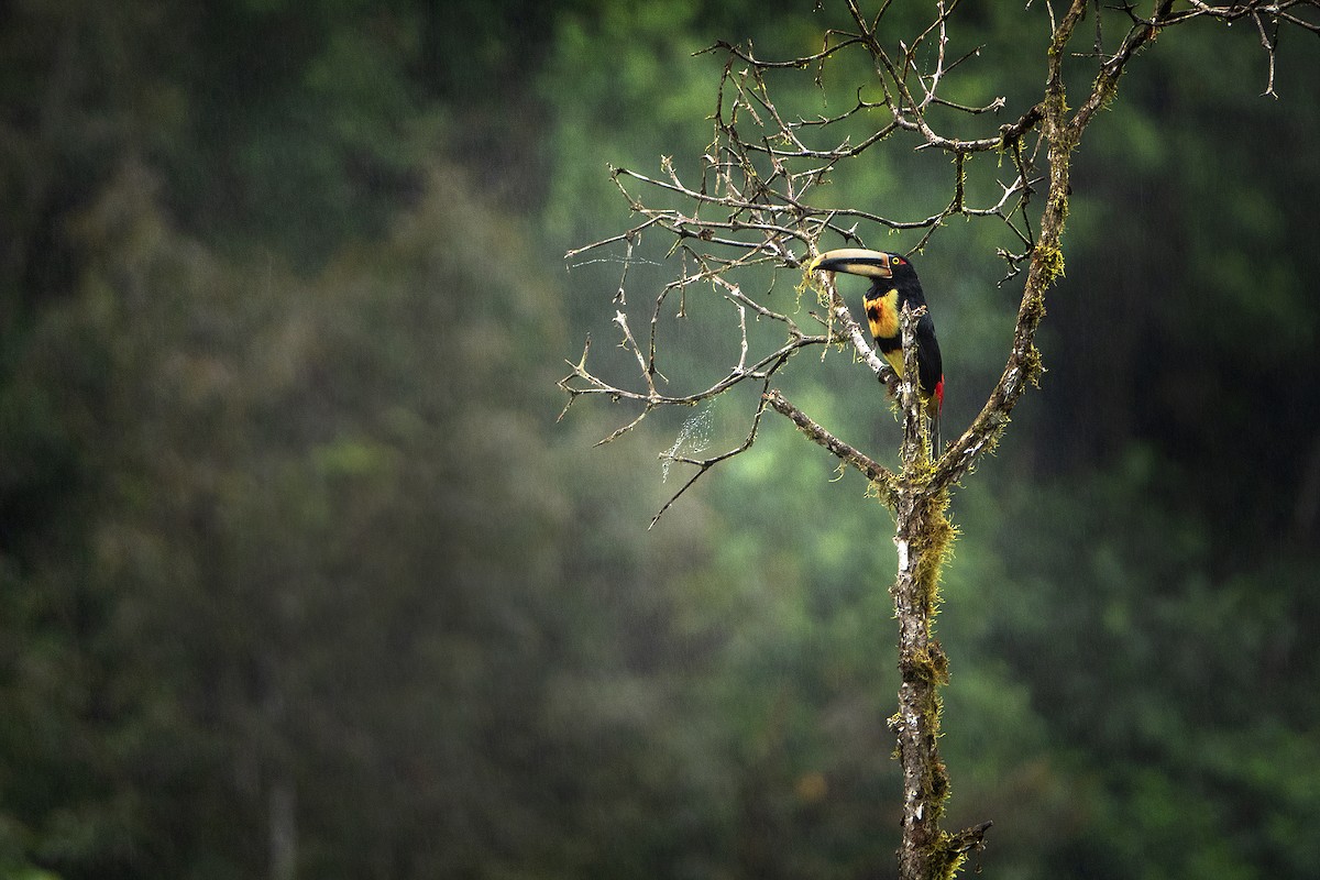 Collared Aracari - ML575416351