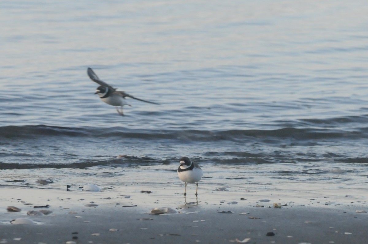 Semipalmated Plover - ML575416551