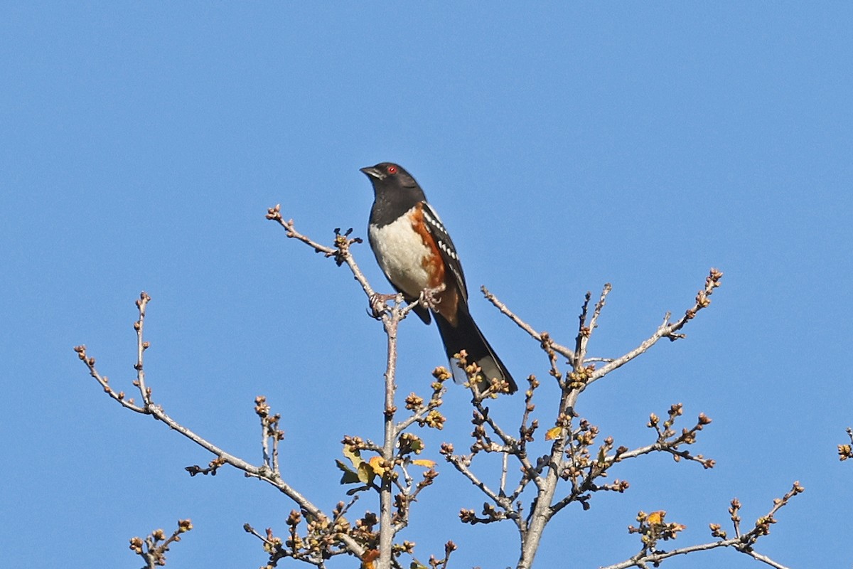 Spotted Towhee - ML575416621