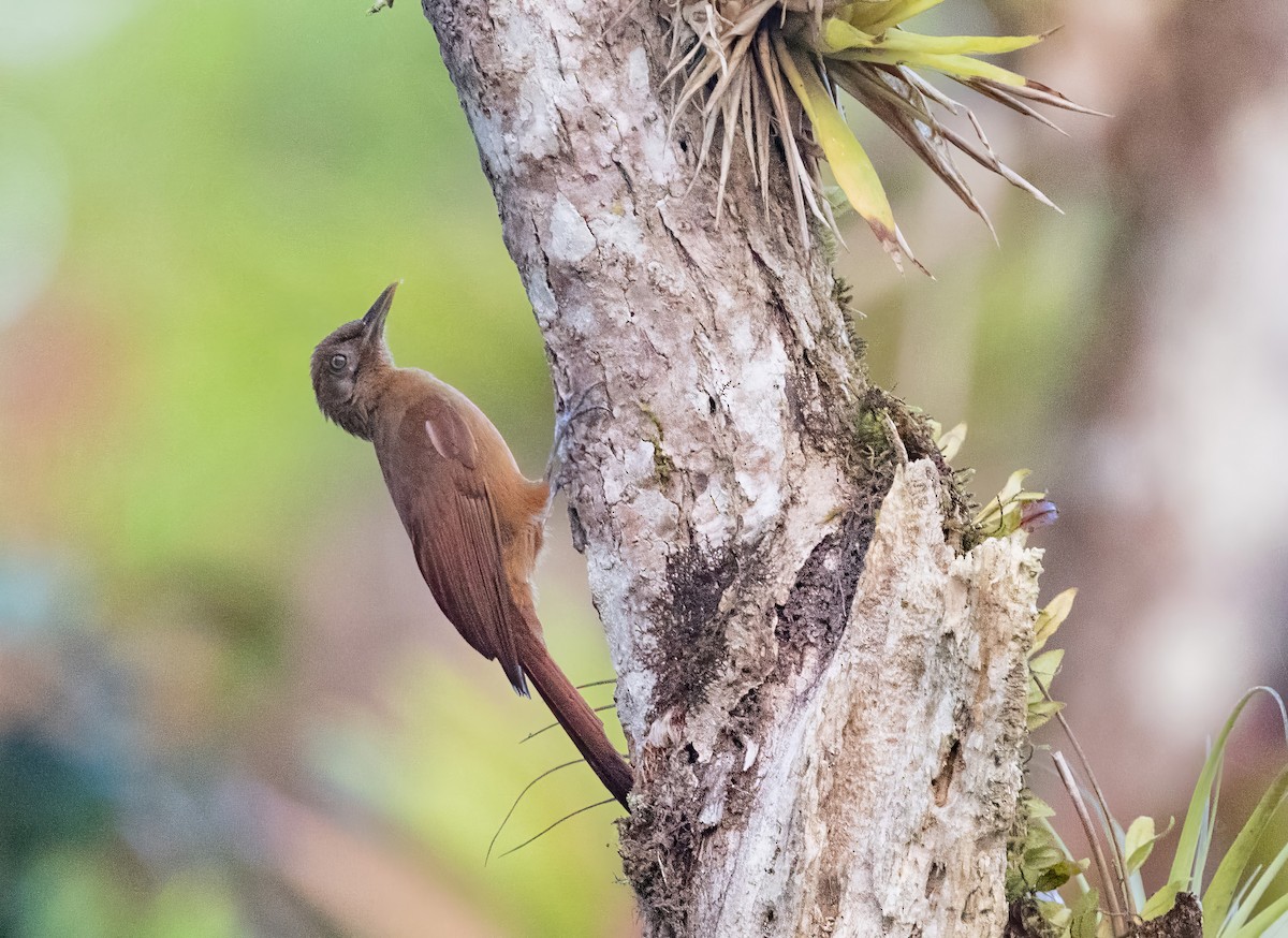 Plain-brown Woodcreeper - Arthur Steinberger