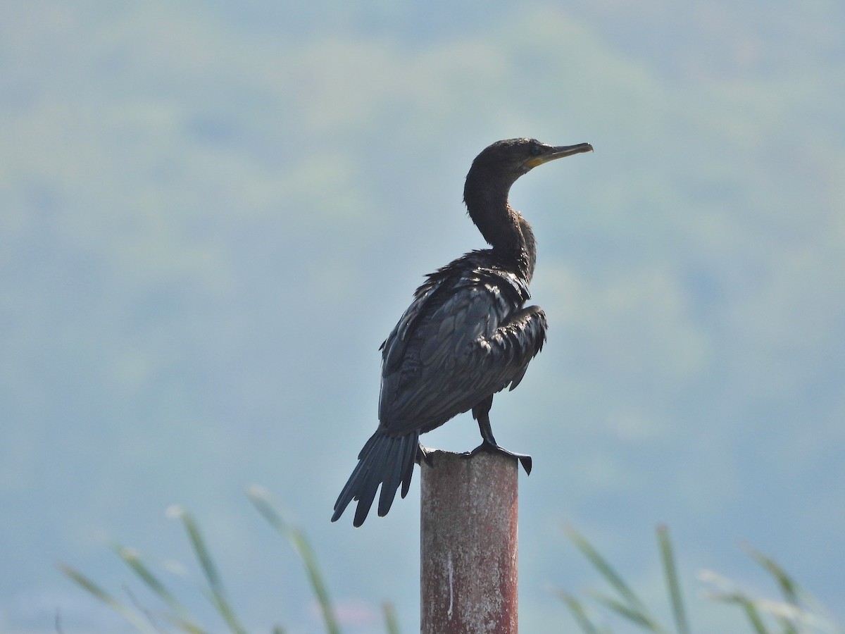 Neotropic Cormorant - ML575417901