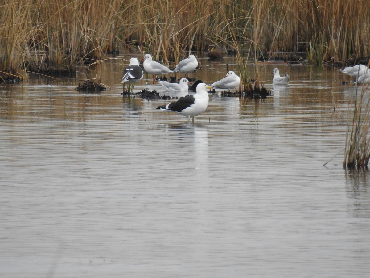 Kelp Gull - ML575418551