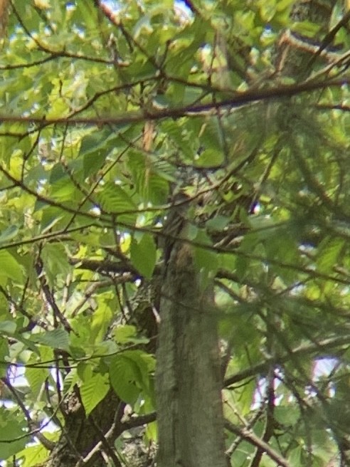 Least Flycatcher - ML575418771