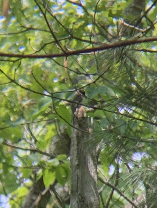 Least Flycatcher - ML575418791