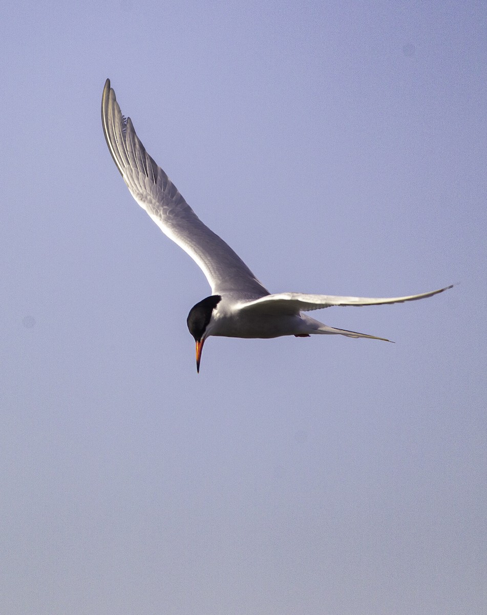 Sterna comune - ML575419041