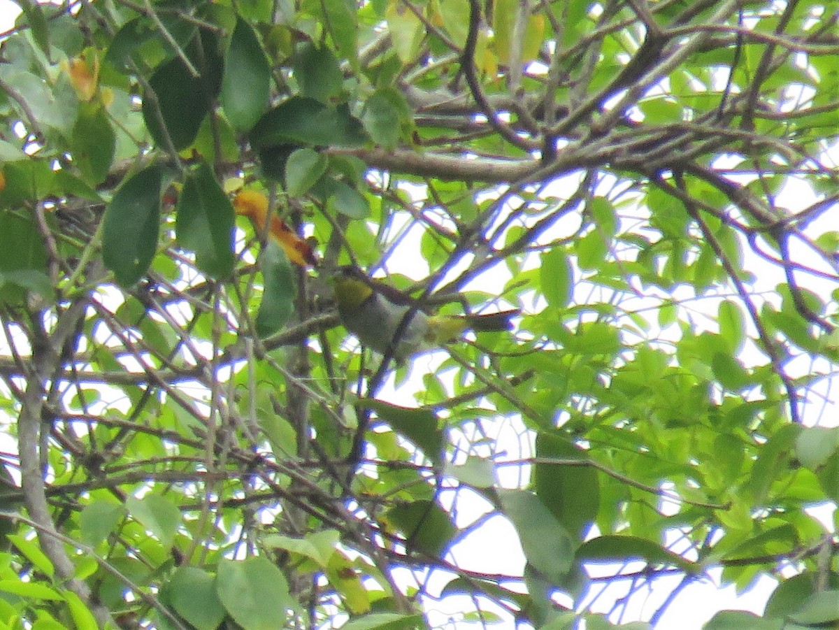Yellow-backed Tanager - ML575419051