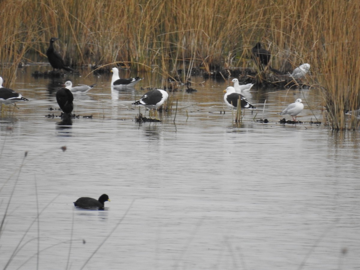 Kelp Gull - ML575419391