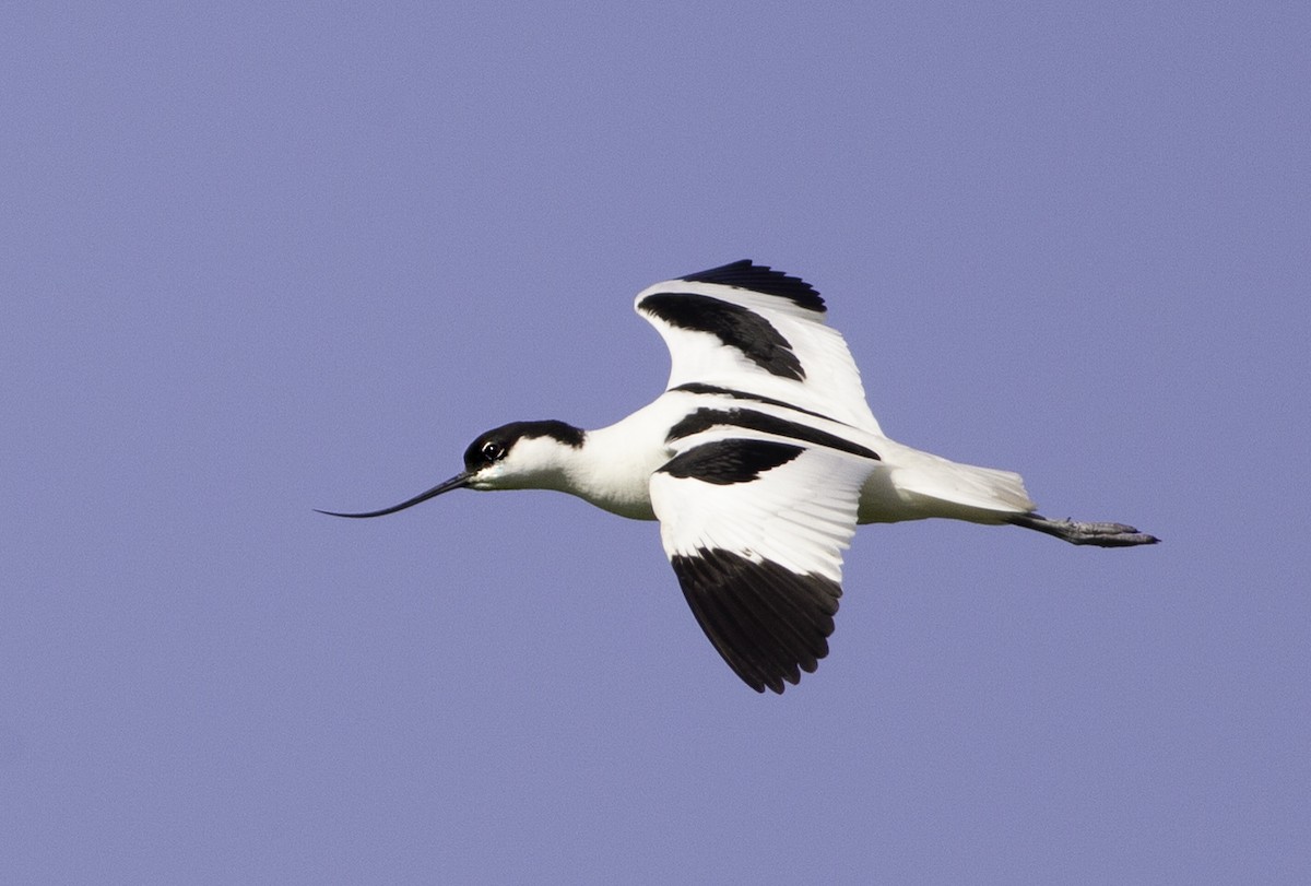 Avocetta - ML575419401