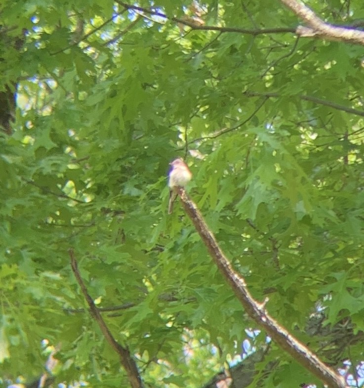 Eastern Wood-Pewee - ML575419611
