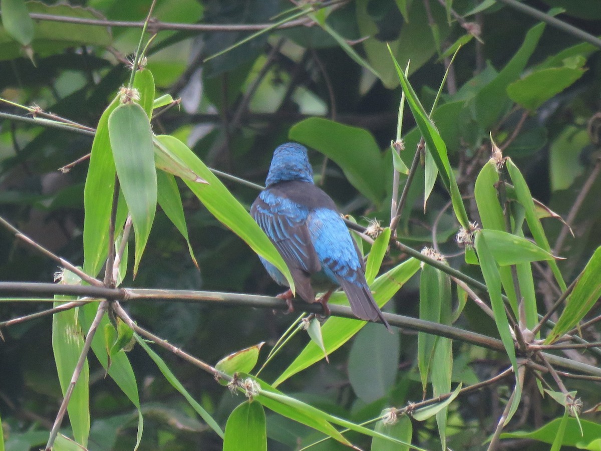 Blue Dacnis - ML575419821