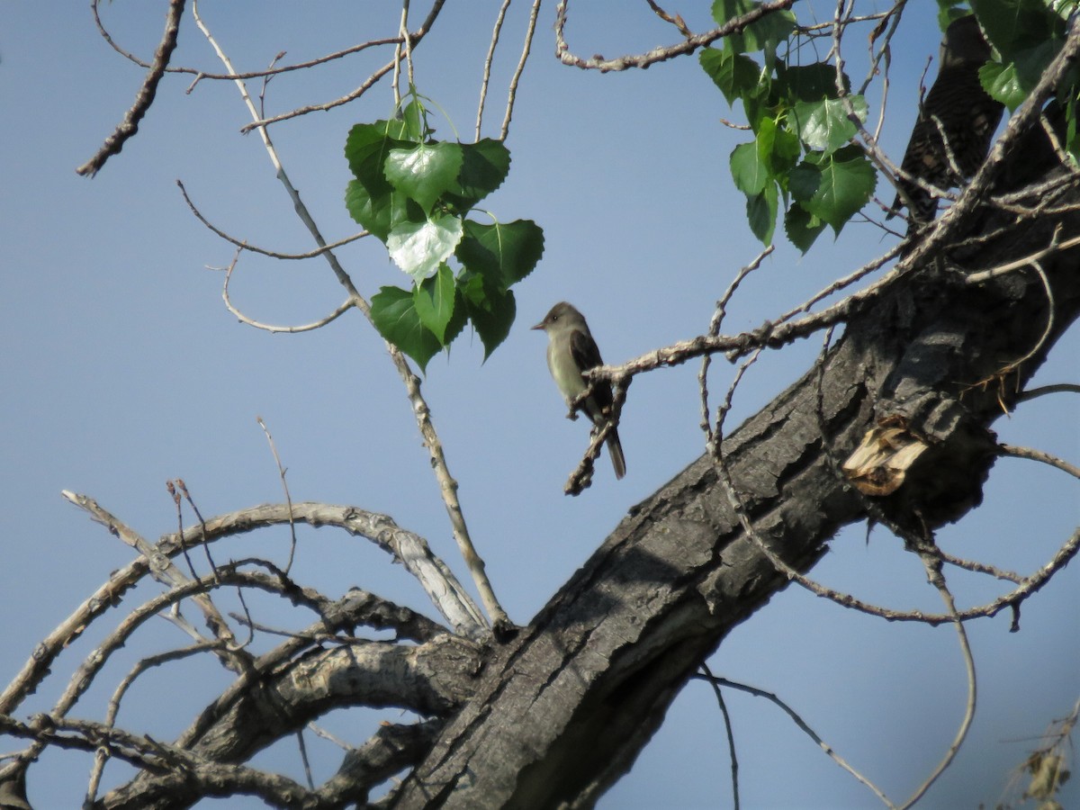 Western Wood-Pewee - ML575419871