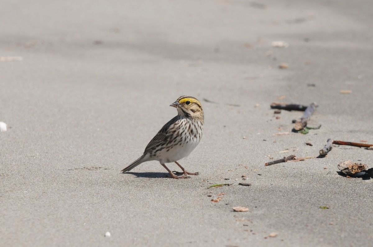 Savannah Sparrow - ML575419971