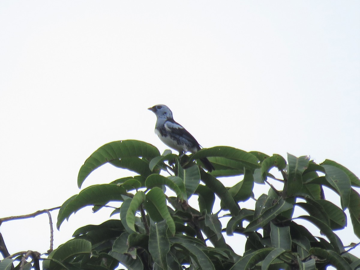 White-bellied Tanager - ML575420311