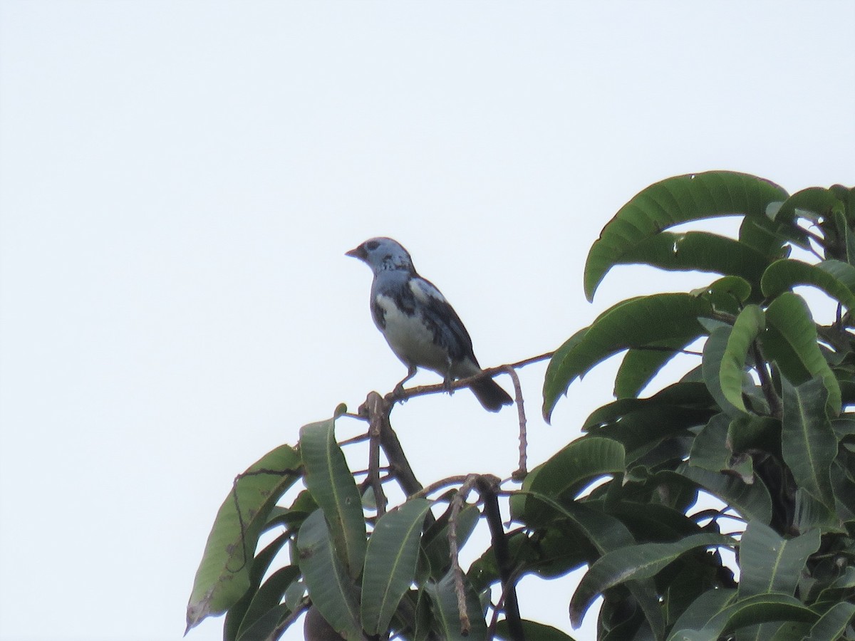 White-bellied Tanager - ML575420551