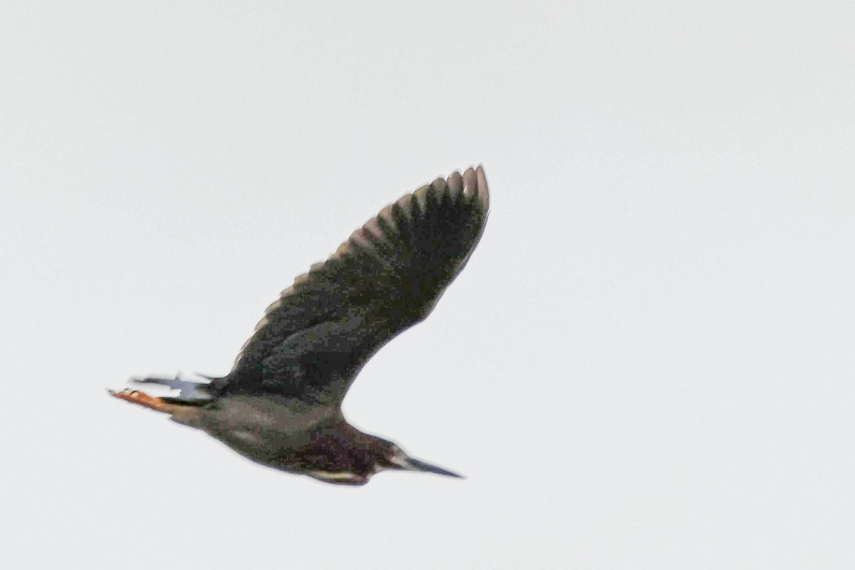 Green Heron - ML575420581