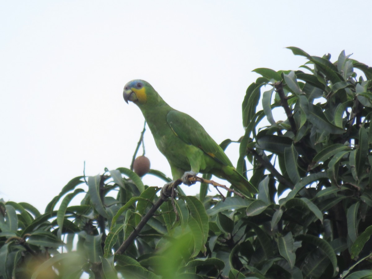 Orange-winged Parrot - ML575421211