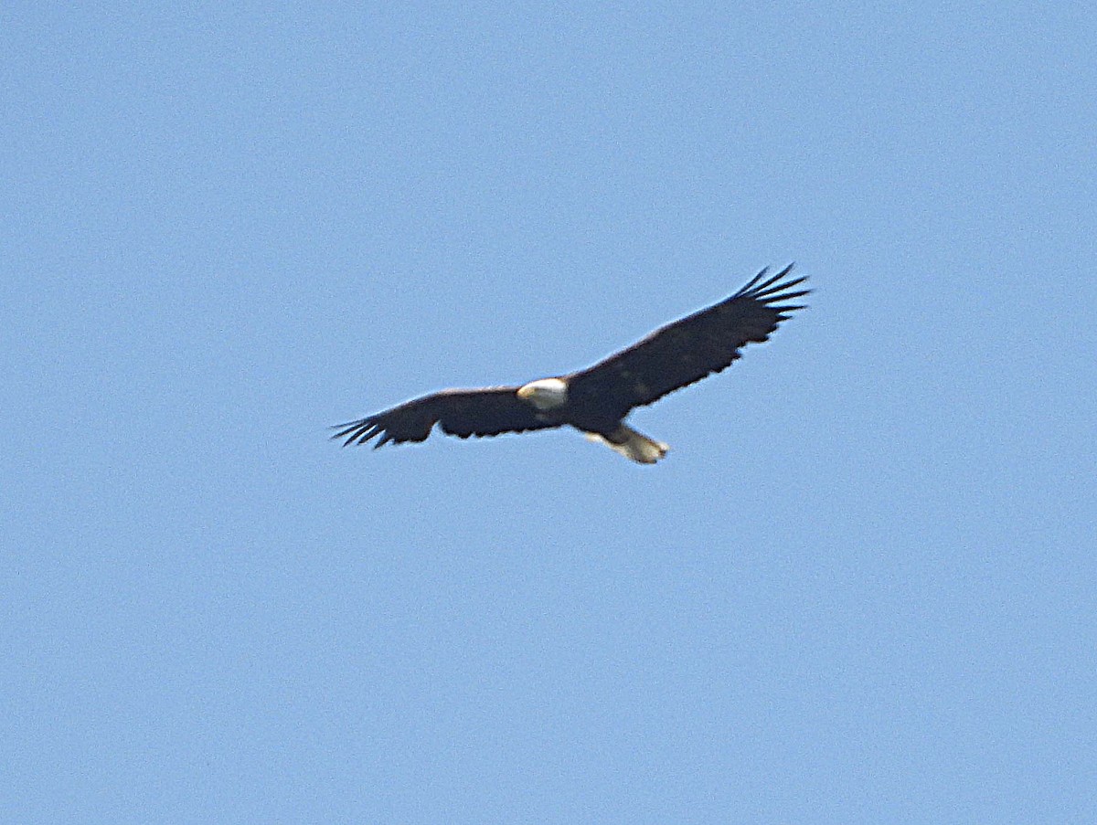 Bald Eagle - ML575421441