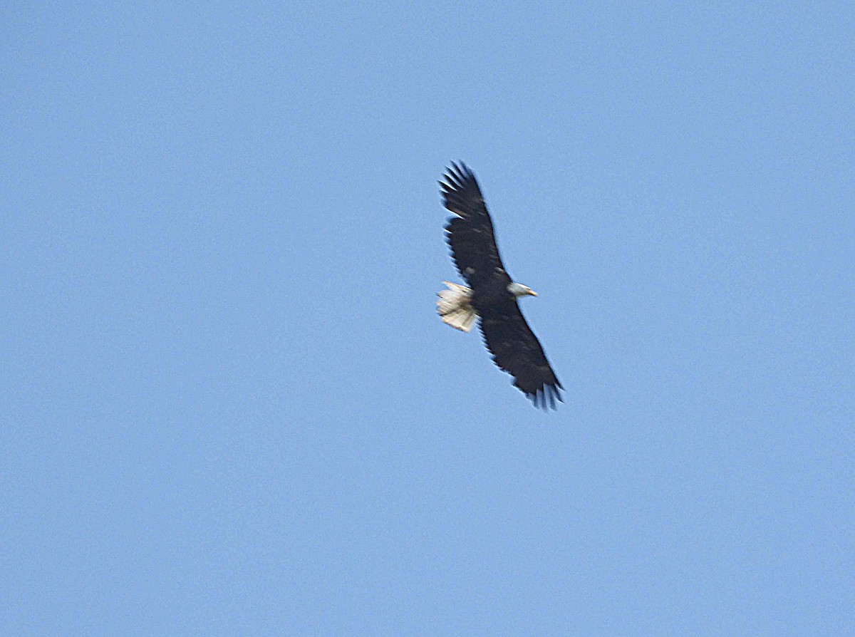 Bald Eagle - ML575421451