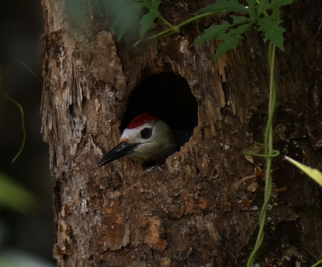 West Indian Woodpecker - ML575421941