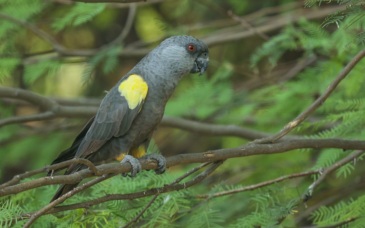 Rüppell's Parrot - ML575421961