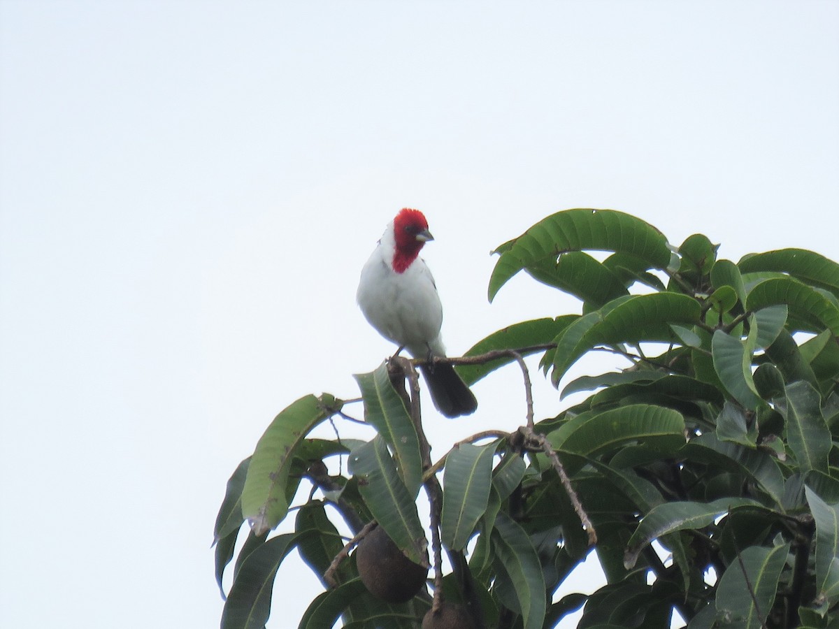 Red-cowled Cardinal - ML575422111