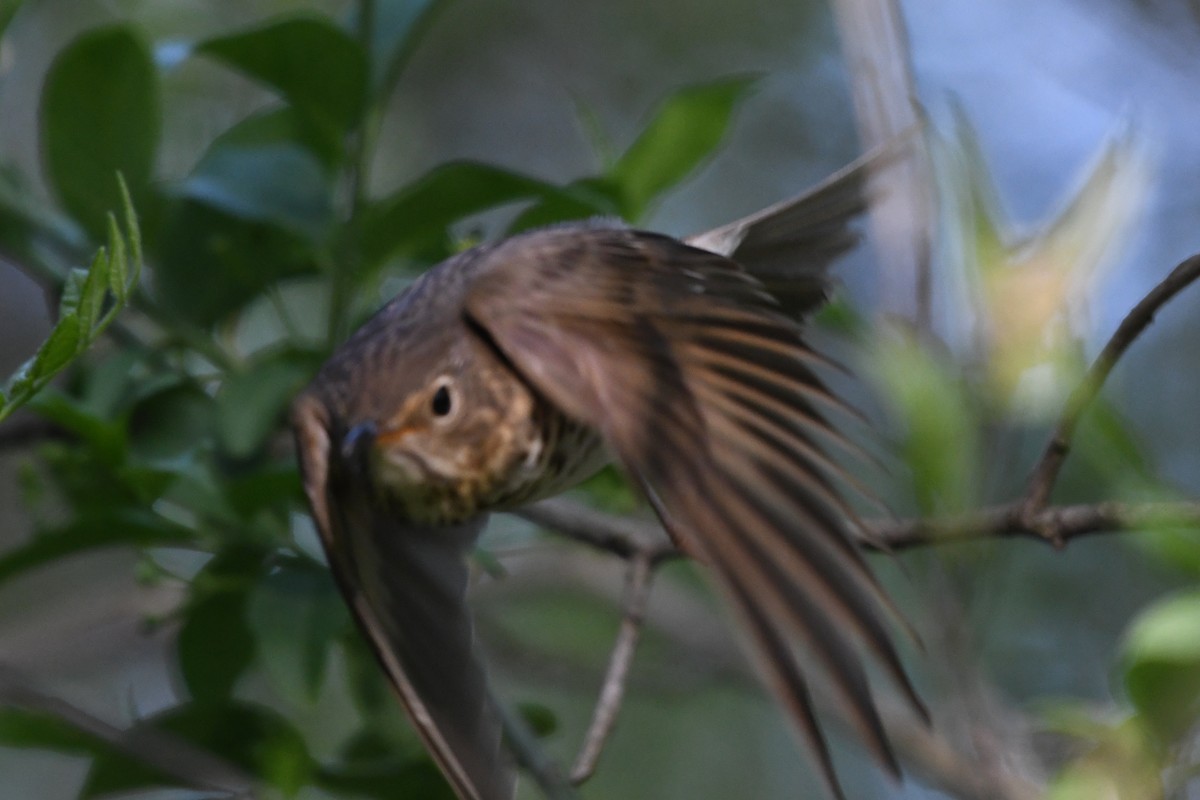 Swainson's Thrush - ML575422811