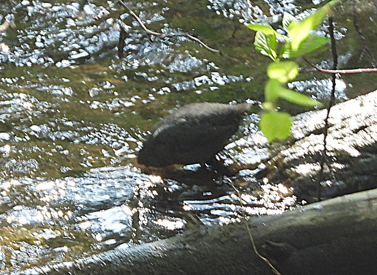 American Dipper - ML575423181