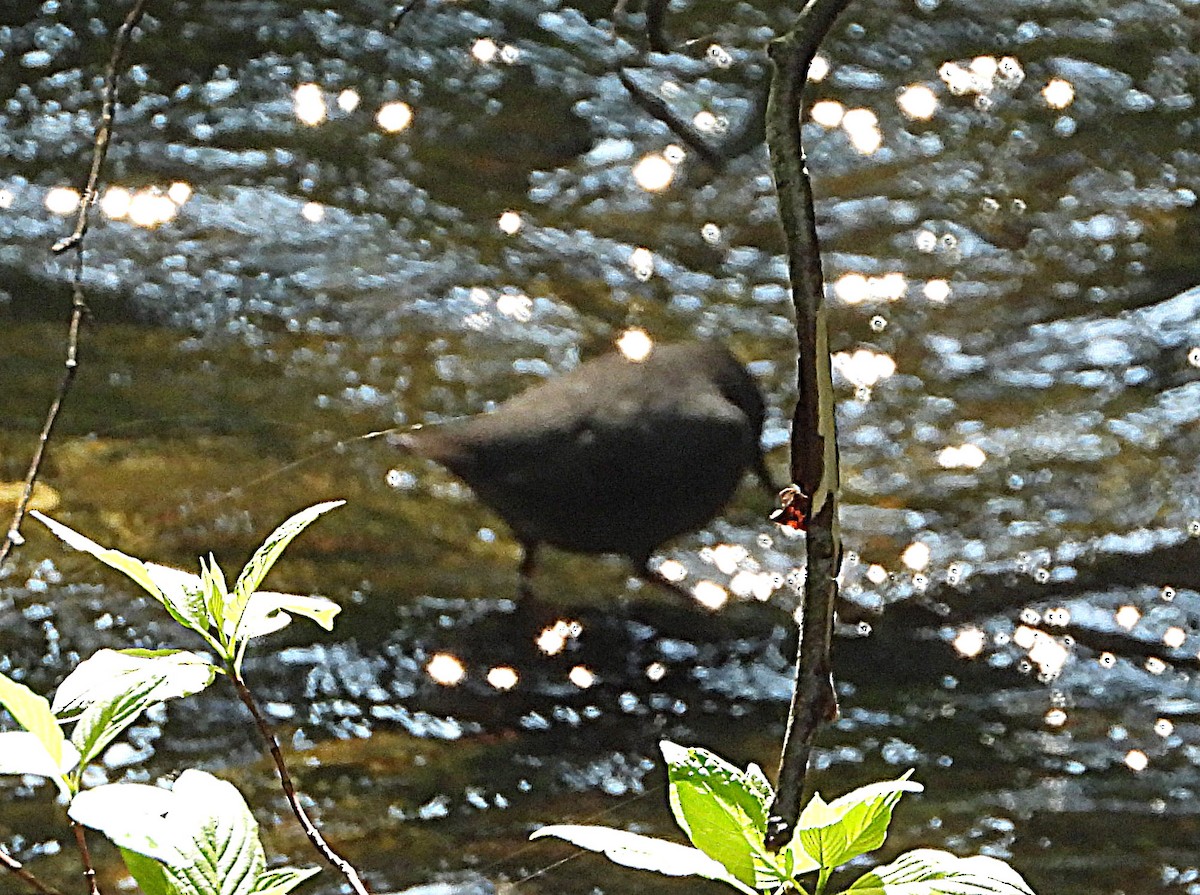 American Dipper - ML575423191