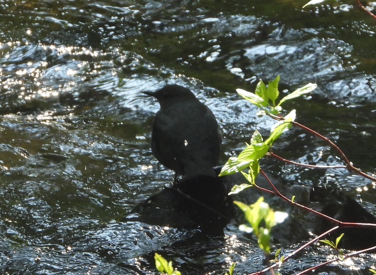 American Dipper - ML575423201