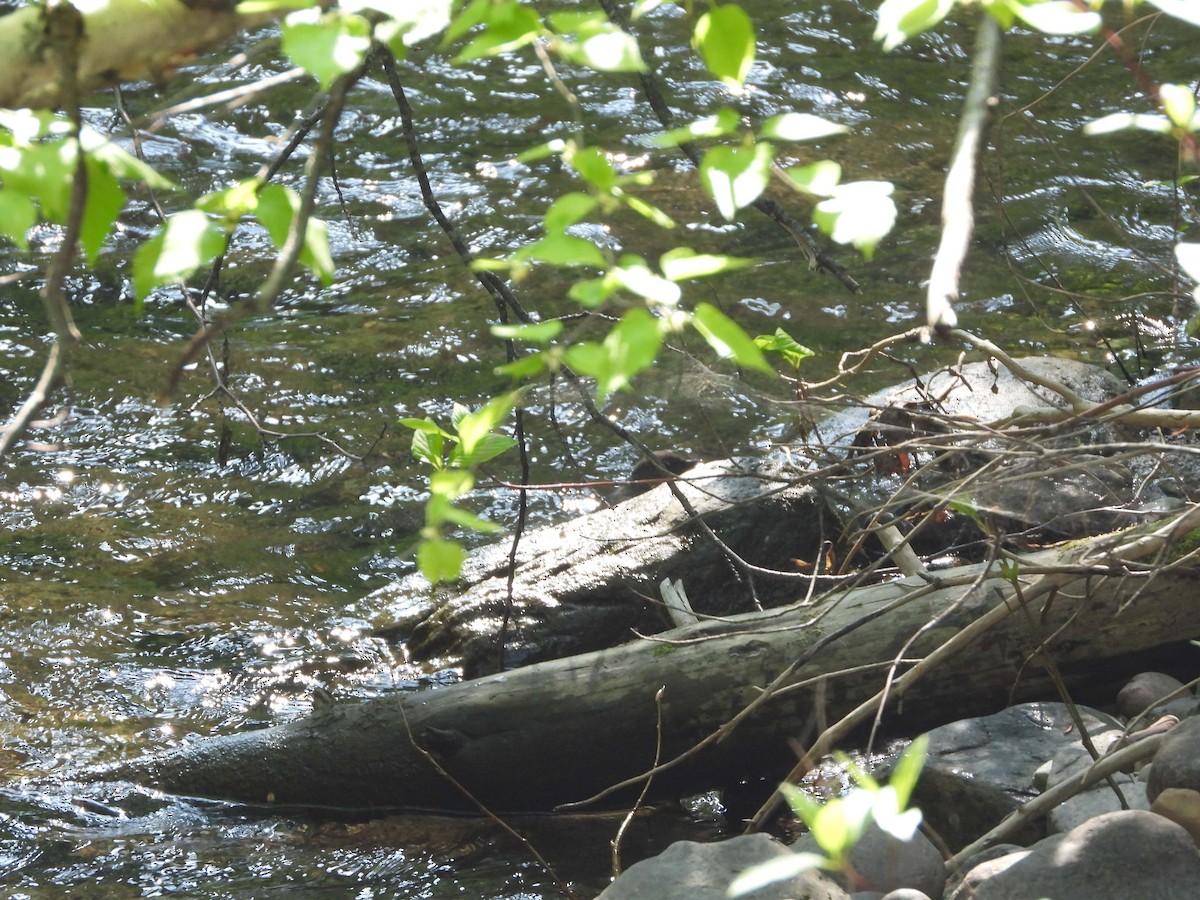 American Dipper - ML575423211