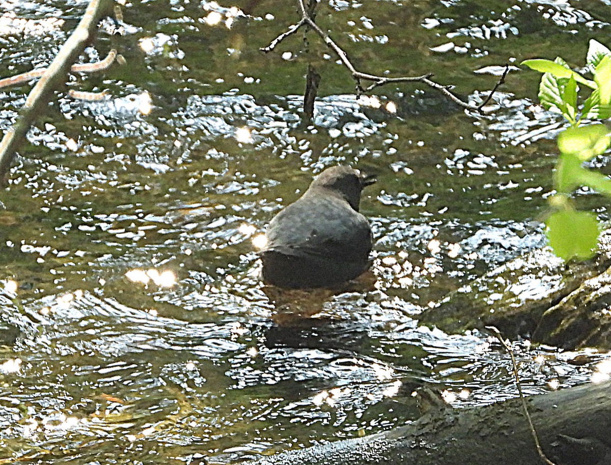 American Dipper - Doug Pfeiffer