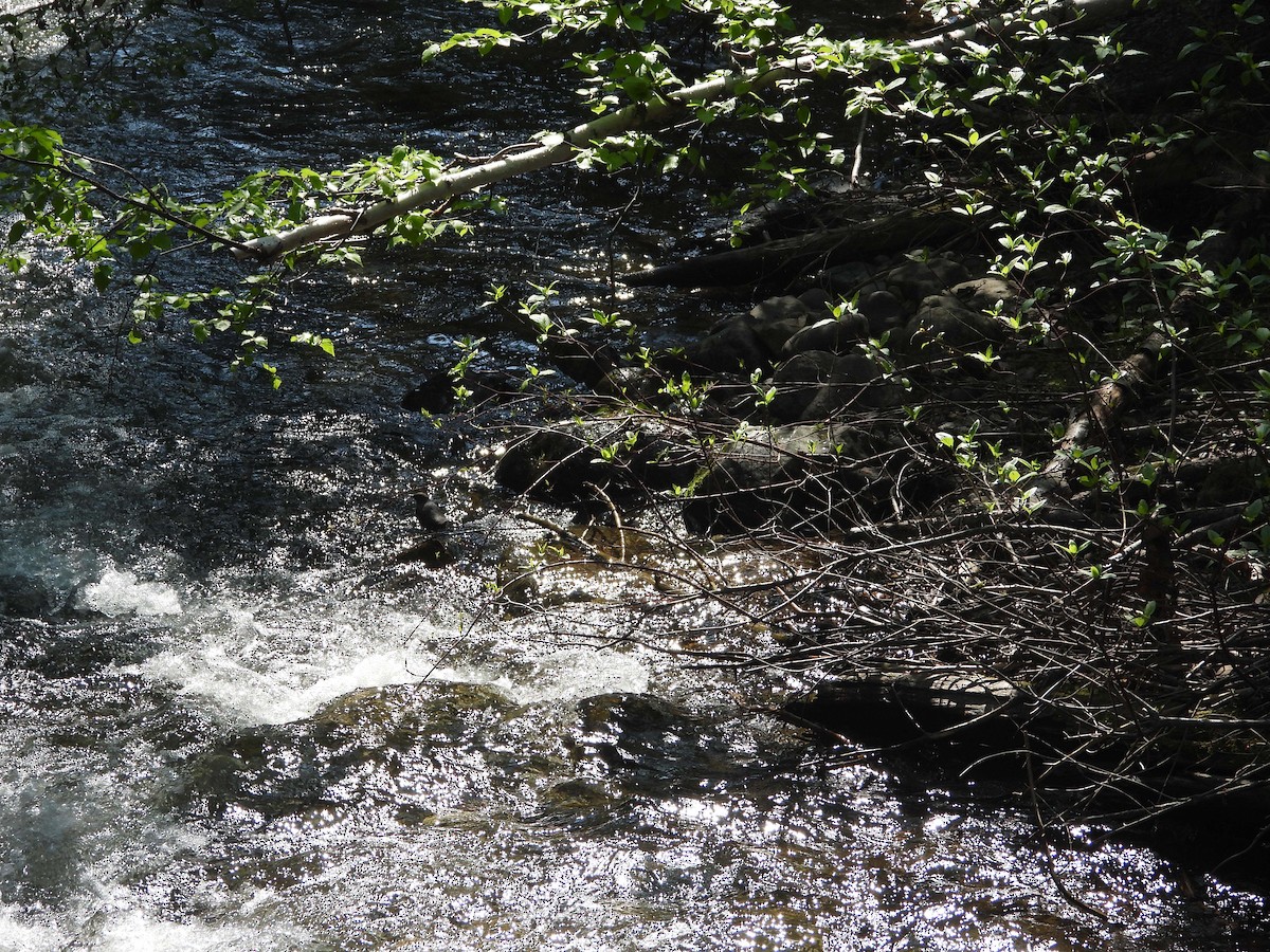 American Dipper - ML575423231