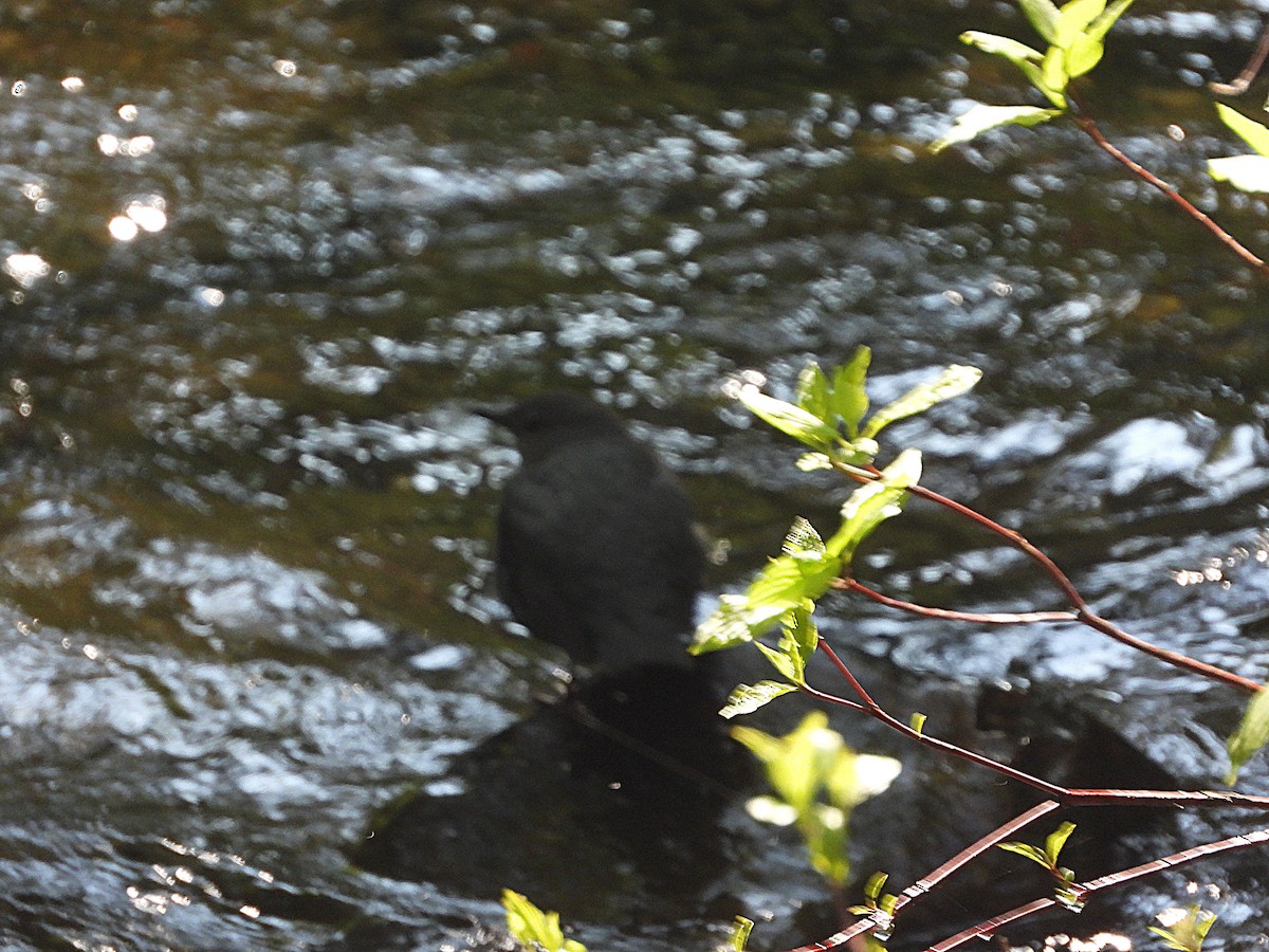 American Dipper - ML575423241