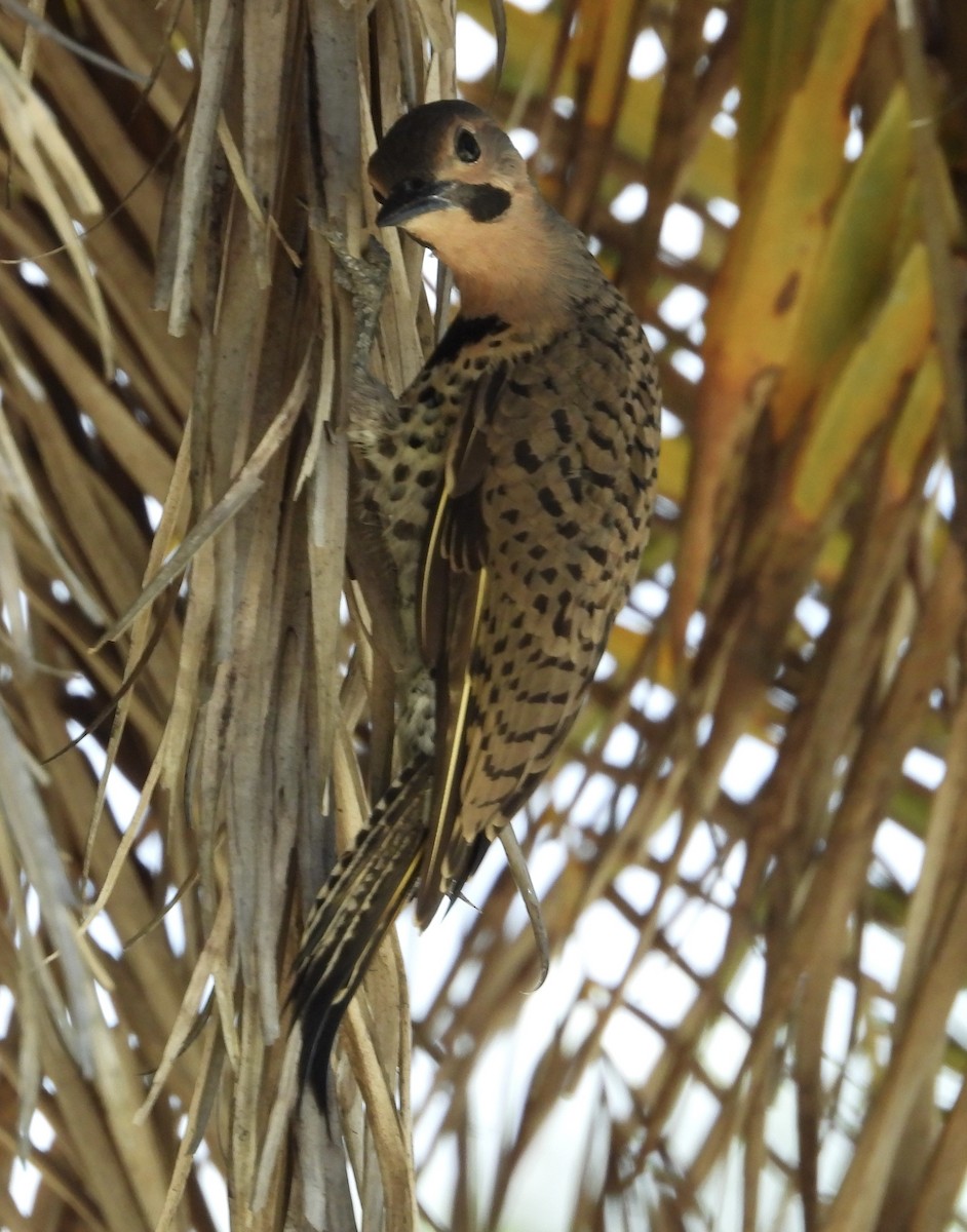 Northern Flicker (Grand Cayman I.) - ML575423311