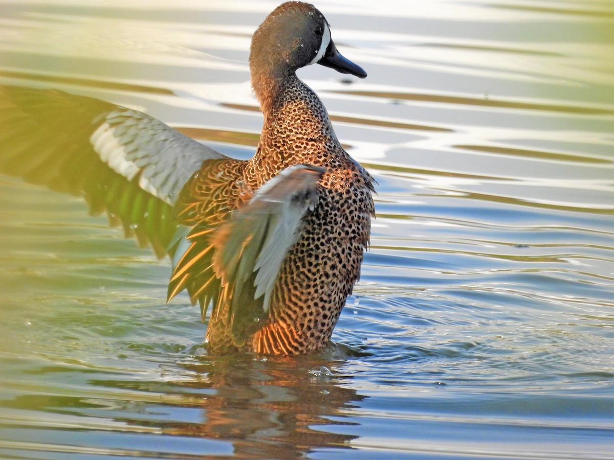 Blue-winged Teal - ML575424161