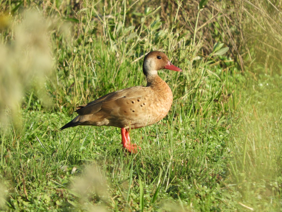 Pato Brasileño - ML575424391