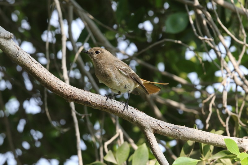 Rufous-backed Redstart - Alexey Pavlushkin