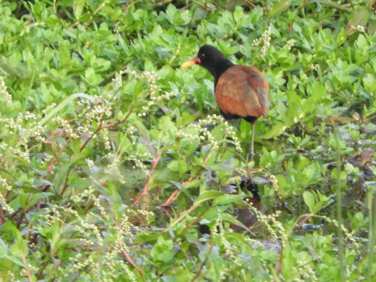 Wattled Jacana - ML575425041