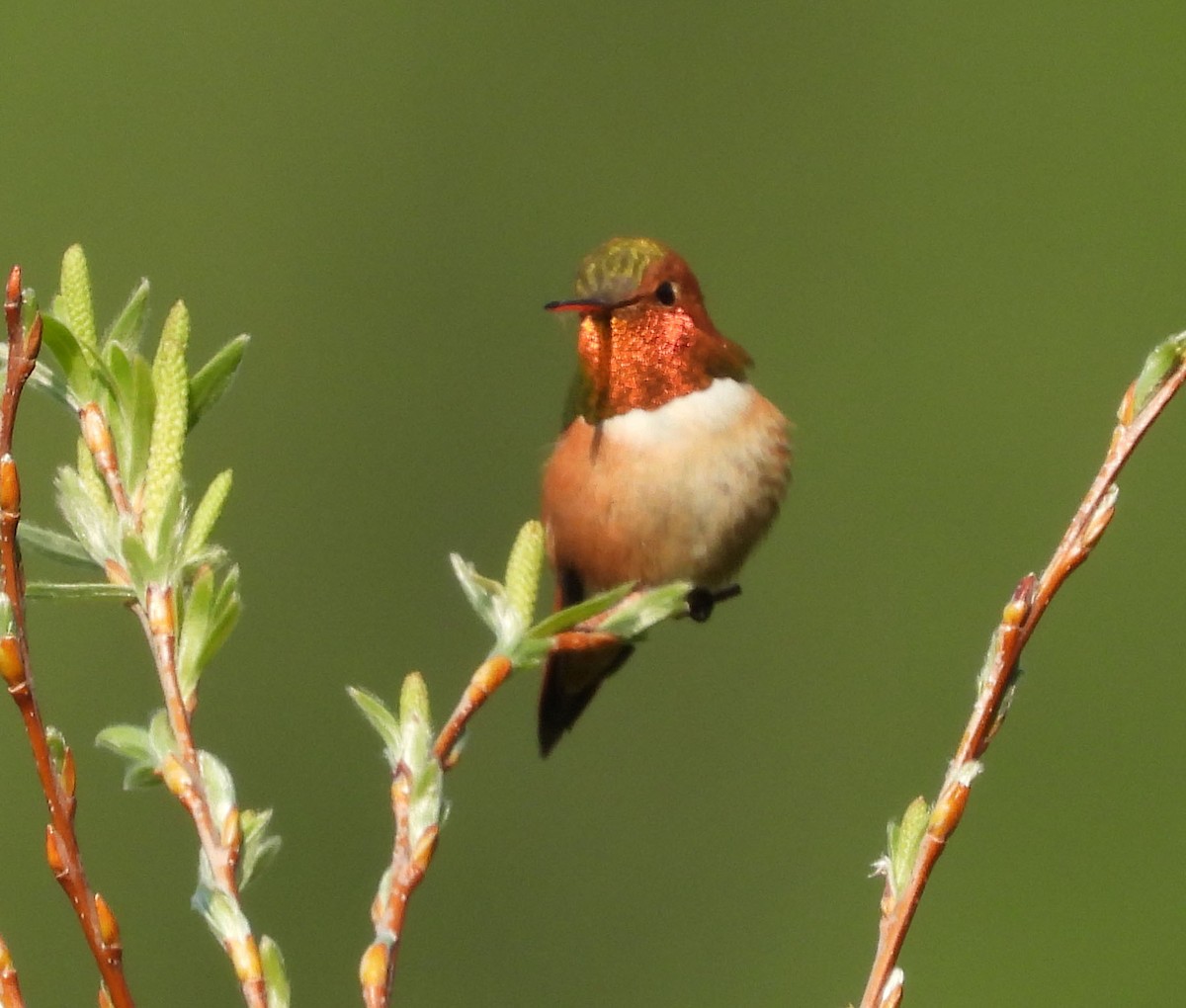 Rufous Hummingbird - ML575425221