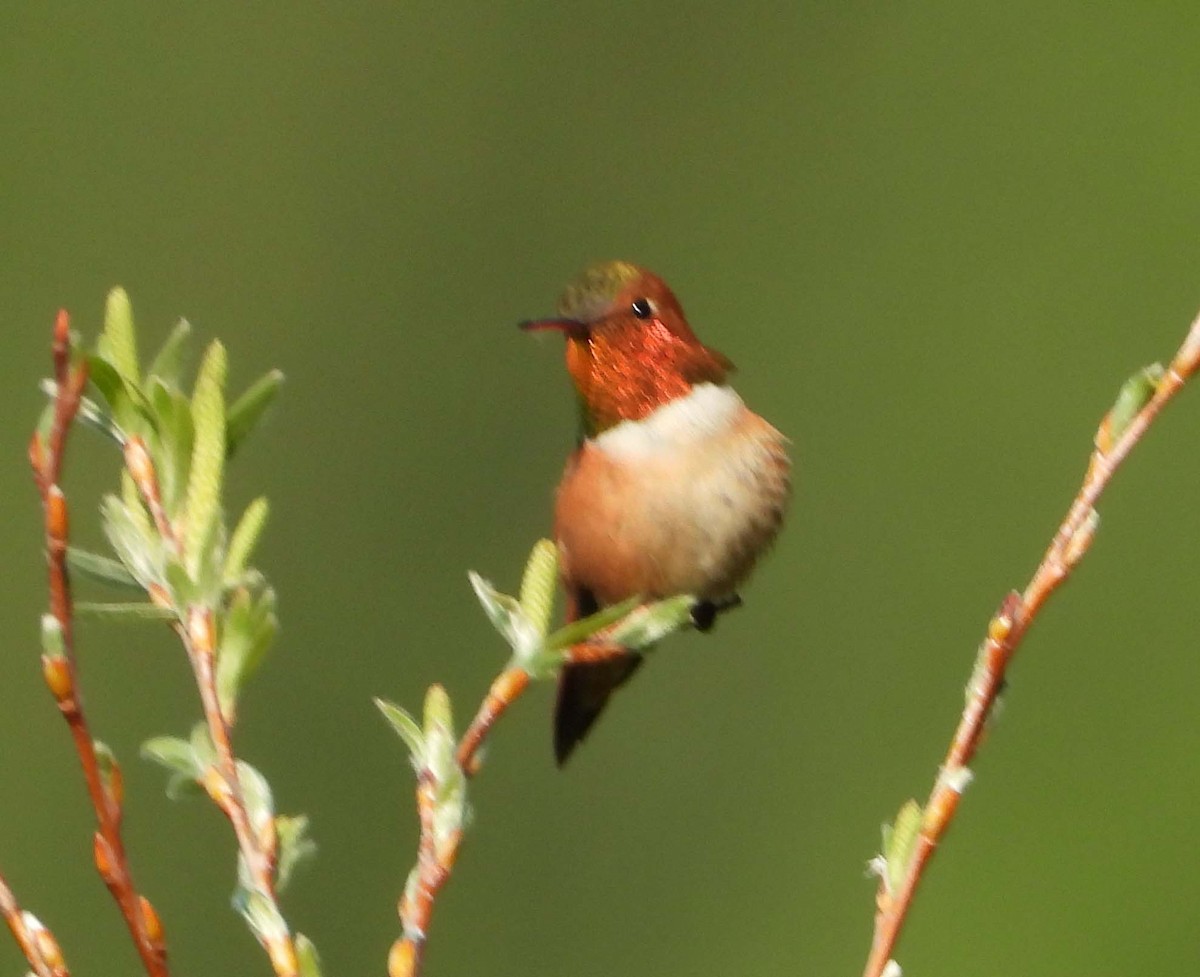 Rufous Hummingbird - ML575425231