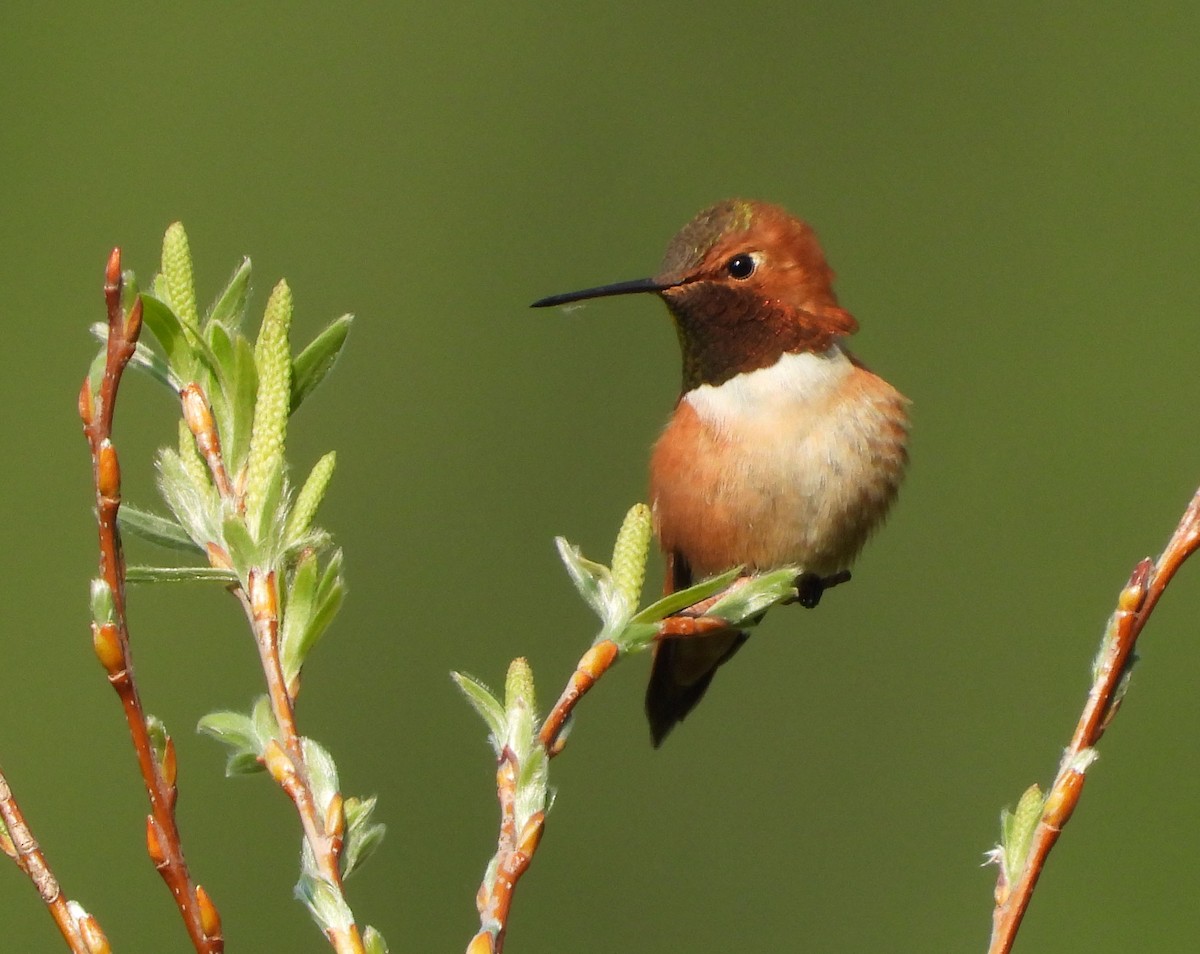 Rufous Hummingbird - ML575425241