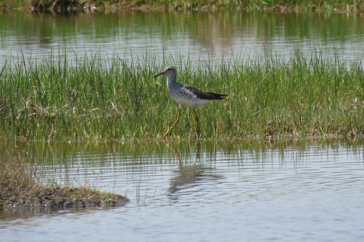 Lesser Yellowlegs - ML575425511