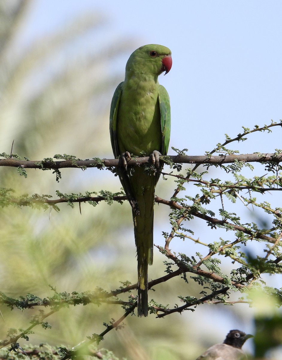 Rose-ringed Parakeet - Daria Vashunina