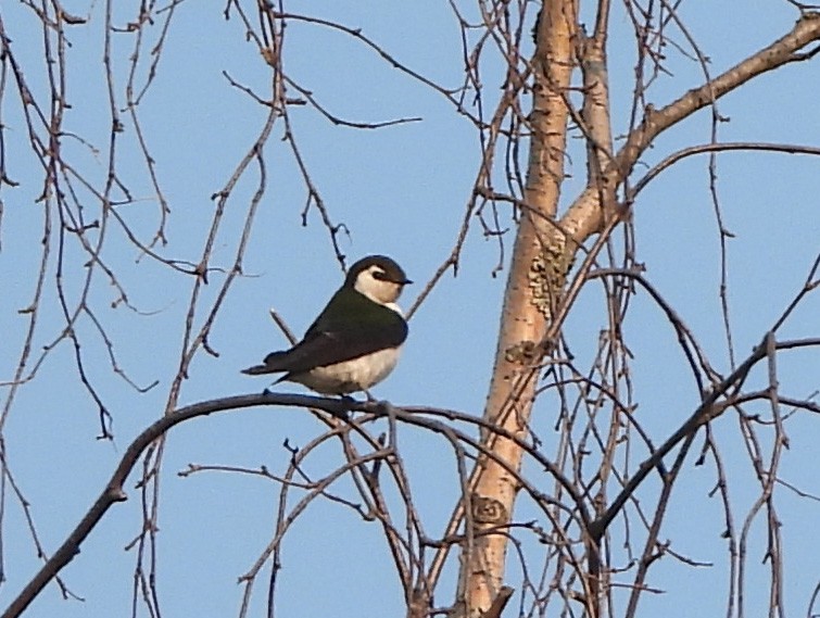 Violet-green Swallow - ML575426311