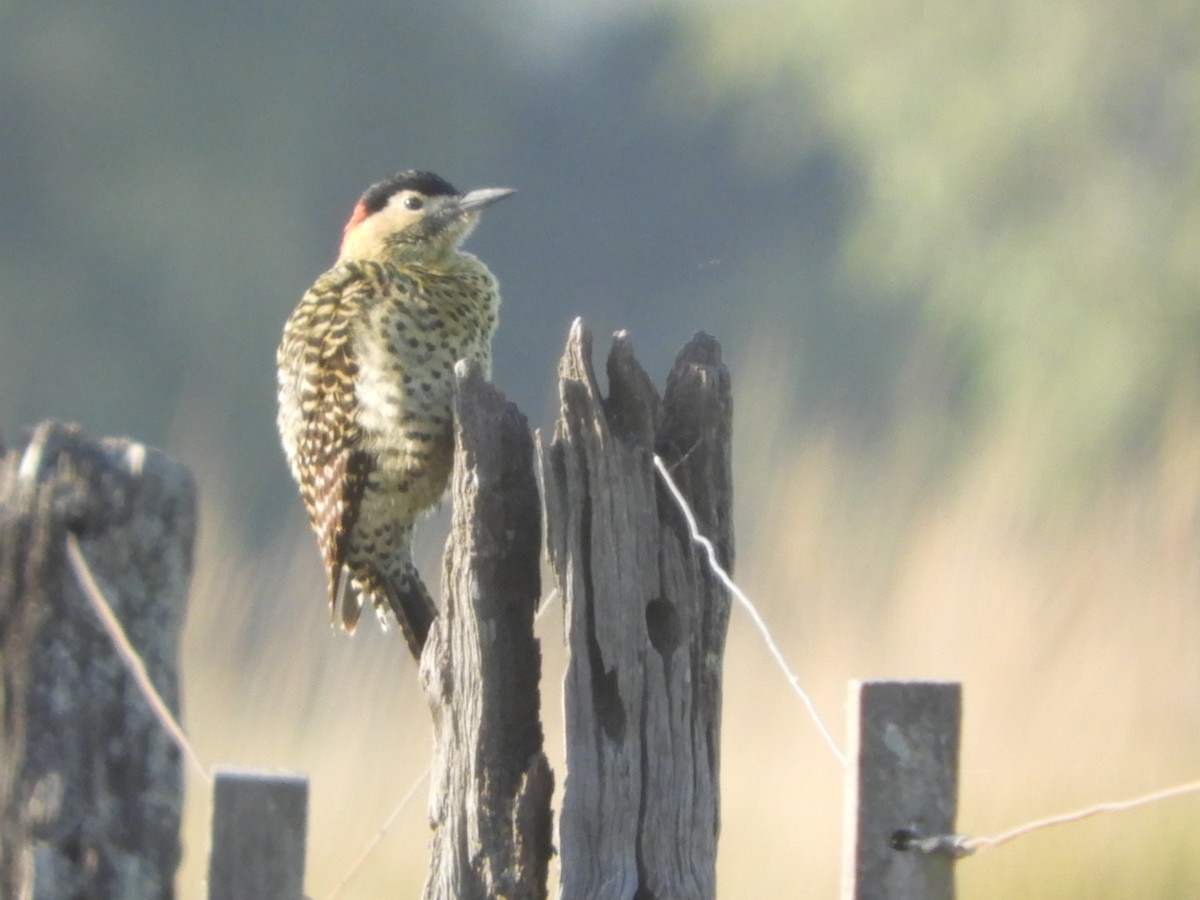 Green-barred Woodpecker - Silvia Enggist