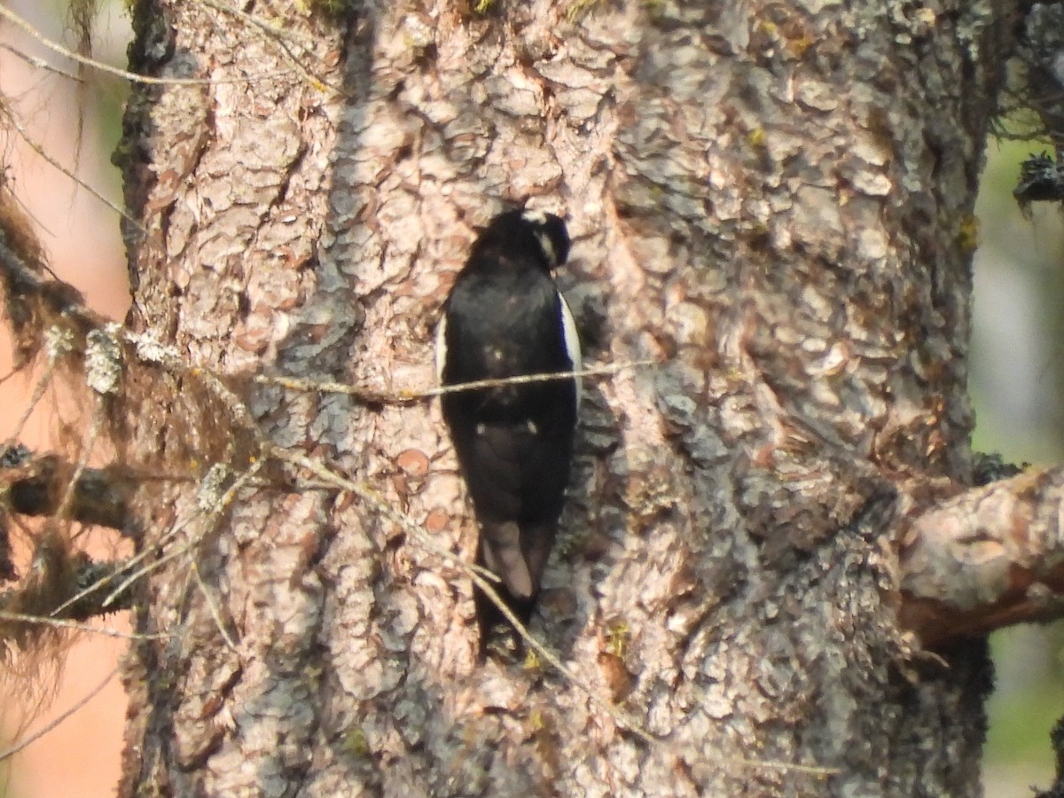 Williamson's Sapsucker - ML575428231