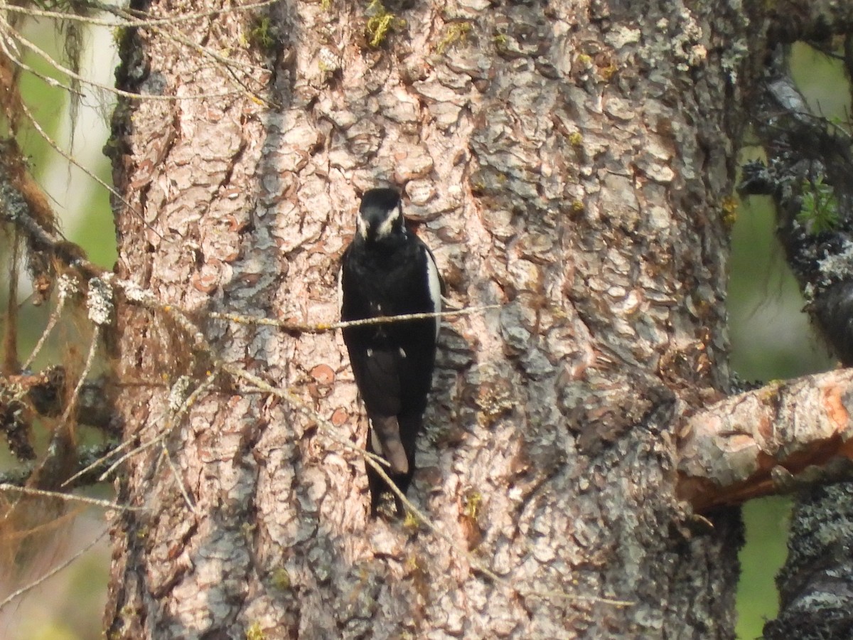 Williamson's Sapsucker - ML575428241