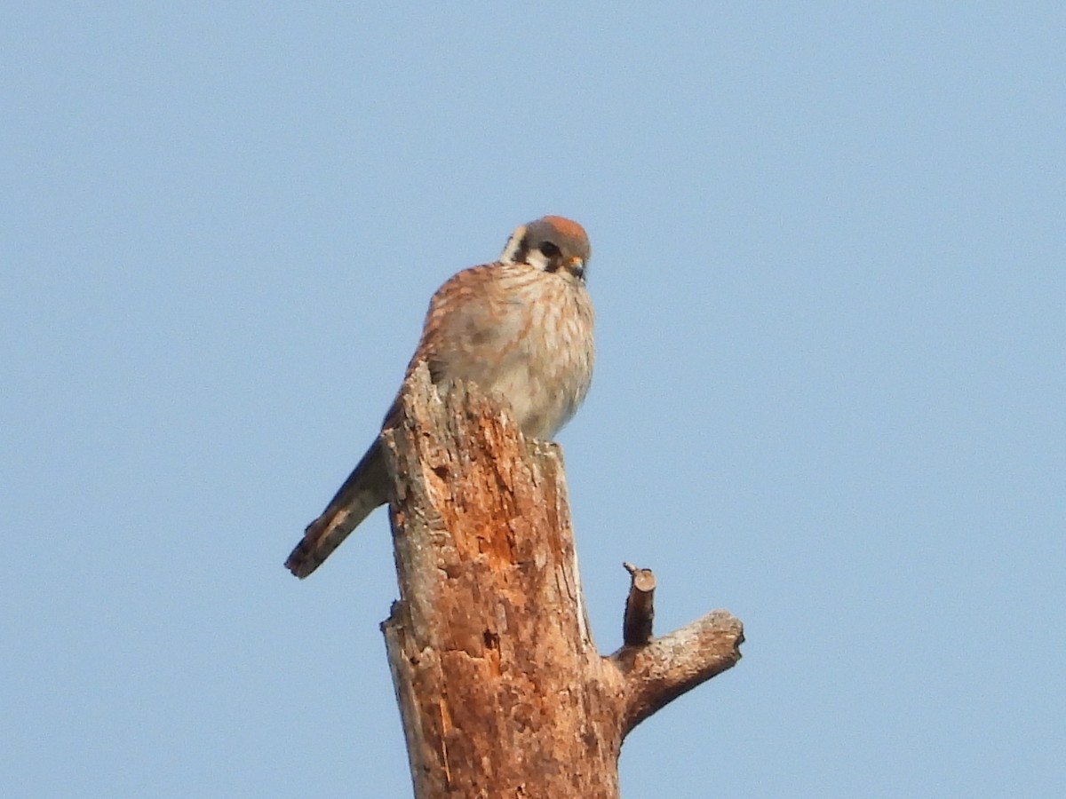 American Kestrel - ML575428471